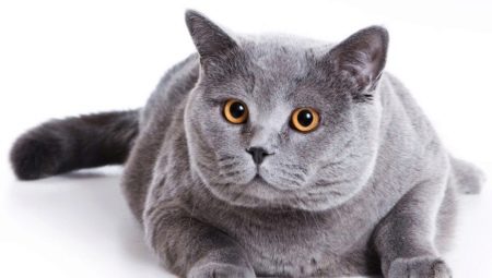 Shorthair kucing Scotland: penerangan dan kandungan baka