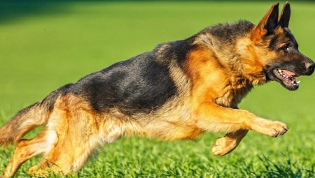 Shorthair German Shepherd Dogs: beskrivning och funktioner i vård