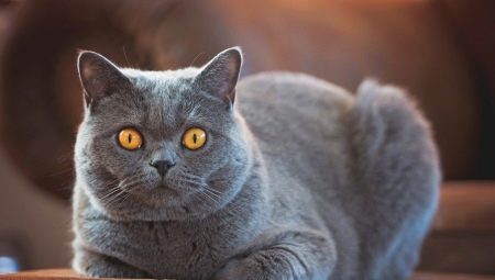 سلالات القطط قصيرة الشعر: الأنواع والاختيار وميزات الرعاية