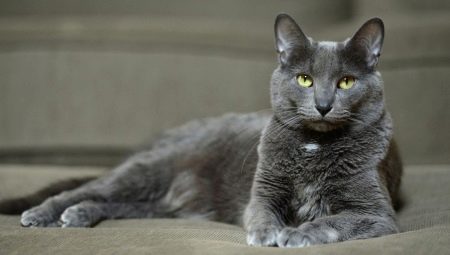 Котка Корат: произход, характеристики, грижа