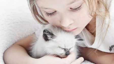 Çocuklar için kediler: en iyi ırkların gözden geçirilmesi