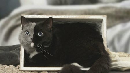 Gatos quimera: como eles se parecem, vantagens e desvantagens