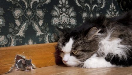 Pied Piper Mačke: Popularne pasmine i njihov sadržaj