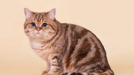 Tabby cats: pattern features on wool and a list of breeds