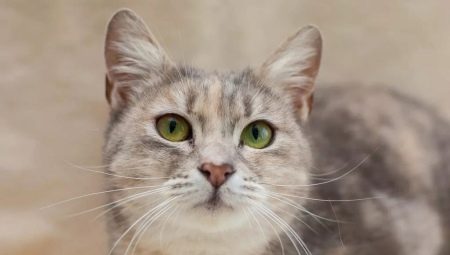 Metis katter: beskrivning och funktioner i vård