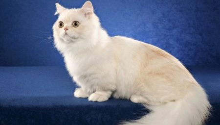 Katte af racen Napoleon: beskrivelse og træk ved pleje