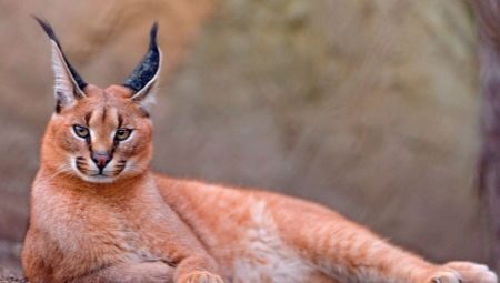 Mačke s kićankama na ušima: raznolikost pasmina i značajke sadržaja