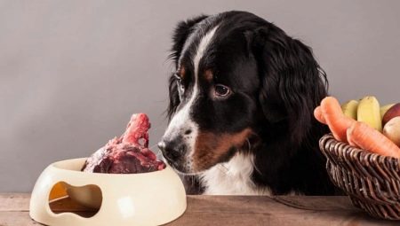 Ben för hundar: vilka kan och bör inte matas?
