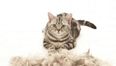 Le chat mue fortement: causes et solutions