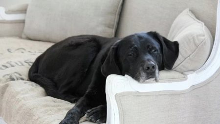 Labrador trong căn hộ: ưu và nhược điểm, quy tắc bảo trì