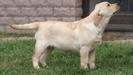 Labrador ve věku 4 měsíců: jak to vypadá a jak obsahuje?