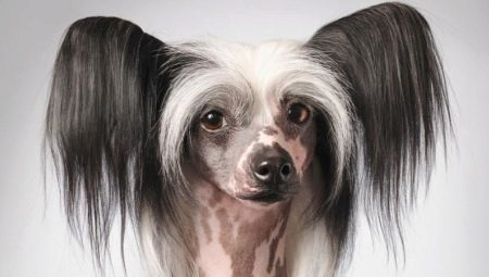 Perro crestado chino sin pelo: descripción y condiciones para su mantenimiento