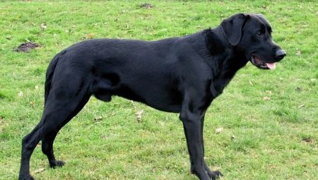 Cães de pastor de Maiorca: descrição da raça e manutenção de regras
