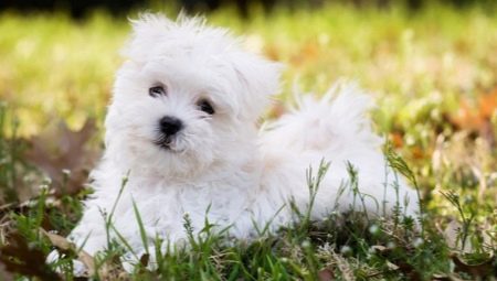 Lap-dog maltese: descrizione della razza, natura e contenuto del cane