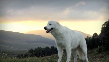 Maremmo-Abruzzo Çoban Köpeği: cins, beslenme ve bakım açıklaması