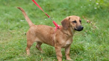 Metis dachshunds: characteristics of popular hybrids and features of their care
