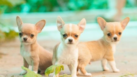 Chihuahua nhỏ: làm thế nào để chó trông và làm thế nào để giữ chúng?