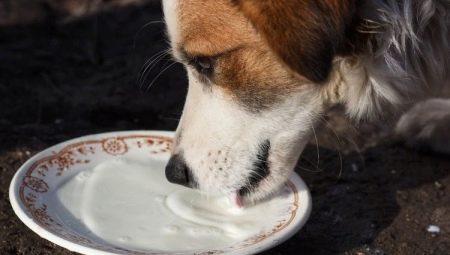 Poate câinilor să li se administreze lapte și cum să-l facă corect?