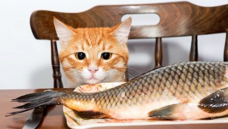 I gatti possono essere nutriti con i pesci e quali sono i limiti?