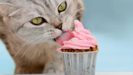 Voivatko kissat olla makeita ja miksi?