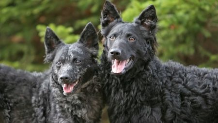 Moody: egenskaper hos hundrasen, särskilt vård av dem
