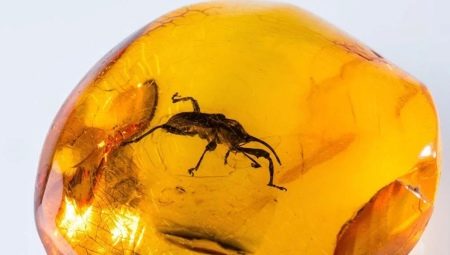 Insects and animals in amber