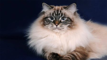 „Neva“ kaukių katės: veislės aprašymas, turinio ypatybės