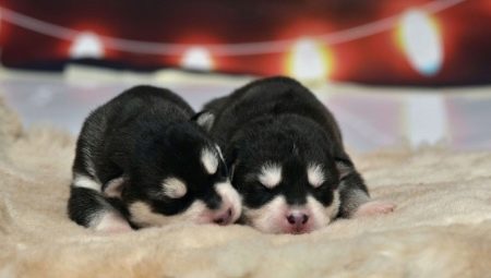 Filhotes husky recém-nascidos: descrição e cuidados