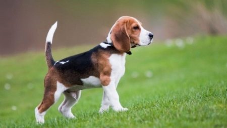 Die Nuancen der allgemeinen und beruflichen Bildung Beagle