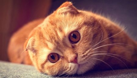 Tietoja Skotlannin fold kissoista, joilla on punainen väri