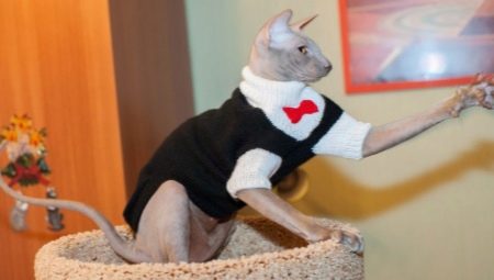 Îmbrăcăminte pentru pisici: ce se întâmplă și cum să antrenezi o pisică?