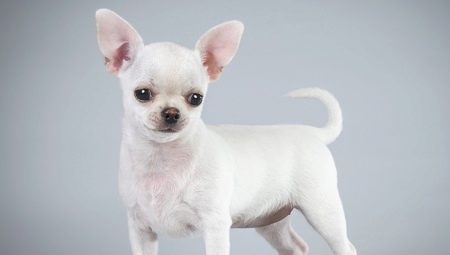 Beschreibung und Inhalt der weißen Chihuahua