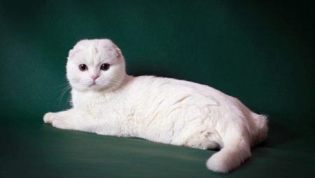Descrierea și conținutul pisicilor albe scoțiene