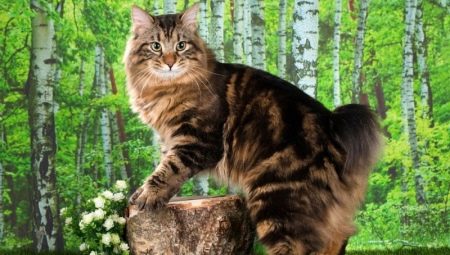 Descrizione e contenuto dei gatti Kurtail Bobtail