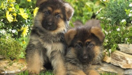 Penerangan dan penyelenggaraan anjing gembala Jerman pada 1 bulan