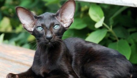 Описание и условия за отглеждане на черни ориенталски котки