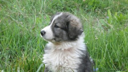 Penerangan anjing anjing gembala Romania, sifat dan kandungannya