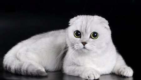 Características dos gatos escoceses de dobra branca