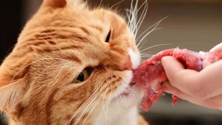 Kaķu dabiskās uztura iezīmes