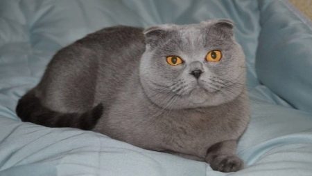 תכונות של קפל חתול כחול סקוטי