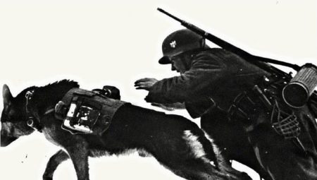 Daufman Shepherd Dogs: Geschichte und Beschreibung der Rasse