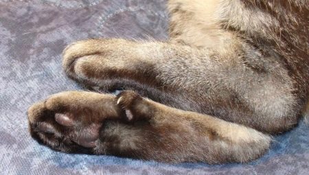 Δάχτυλα σε γάτες: οι λειτουργίες και ο αριθμός τους