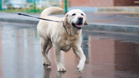 Labrador galben: descrierea, conținutul și selectarea numelui
