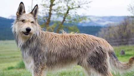 Picardy Shepherd Dogs: popis plemene a podmínky chovu psů