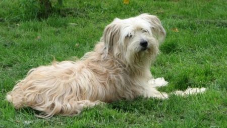 Dog Shepherd Pyrenean: ciri dan kandungan