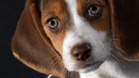 Kebaikan dan keburukan baka Beagle