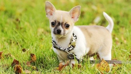 Előnyei és hátrányai a Chihuahua