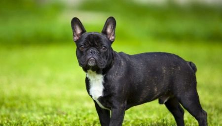 Kebaikan dan keburukan baka Perancis Bulldog
