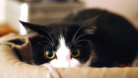 ¿Por qué los gatos tienen miedo de una aspiradora?