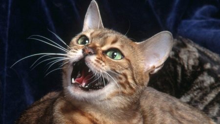 Hvorfor myser katter og hva de skal gjøre med det?